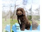 Australian Labradoodle PUPPY FOR SALE ADN-777177 - Brown Australian Labradoodle