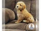 Poodle (Miniature) PUPPY FOR SALE ADN-777165 - Apricot Miniature Poodles