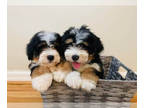 Bernedoodle (Miniature) PUPPY FOR SALE ADN-777157 - Mini Bernedoodles