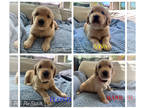 Golden Retriever PUPPY FOR SALE ADN-777582 - Golden Retriever Puppies