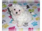 Maltese PUPPY FOR SALE ADN-777545 - Maltese Puppy