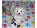 Maltese PUPPY FOR SALE ADN-777544 - Maltese Puppy