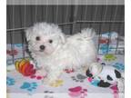 Maltese PUPPY FOR SALE ADN-777542 - Maltese Puppy