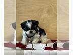 Shih Tzu PUPPY FOR SALE ADN-777540 - Shih Tzu Puppy