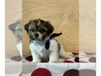 Shih Tzu PUPPY FOR SALE ADN-777539 - Shih Tzu Puppy