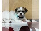 Shih Tzu PUPPY FOR SALE ADN-777538 - Shih Tzu Puppy