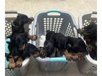 Doberman Pinscher PUPPY FOR SALE ADN-777522 - Doberman Puppies