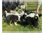 Miniature American Shepherd PUPPY FOR SALE ADN-777370 - Six Mini Aussie puppies