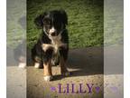 Australian Shepherd PUPPY FOR SALE ADN-777260 - Australian Shepherd