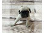 Pug PUPPY FOR SALE ADN-777205 - Males