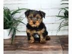 Yorkshire Terrier PUPPY FOR SALE ADN-777194 - Pilot Delightful Little Male ACA