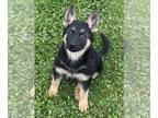 German Shepherd Dog PUPPY FOR SALE ADN-777565 - Awesome Puppy