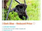 Labrador Retriever PUPPY FOR SALE ADN-777564 - AKC Labrador Puppy 8 Weeks Old