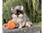 Pomeranian PUPPY FOR SALE ADN-777557 - West