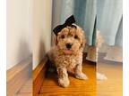 Poodle (Miniature) PUPPY FOR SALE ADN-777550 - Mellie