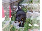 Labrador Retriever PUPPY FOR SALE ADN-777543 - Yellow collar female AKC