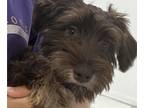 Schnauzer (Miniature) PUPPY FOR SALE ADN-777531 - Beautiful mini dog