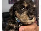 Schnauzer (Miniature) PUPPY FOR SALE ADN-777531 - Beautiful mini dog