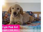 Golden Retriever PUPPY FOR SALE ADN-777513 - Light Pink Girl