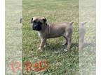 Cane Corso PUPPY FOR SALE ADN-777502 - Dual Registered Cane Corso Puppies