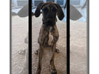 Great Dane PUPPY FOR SALE ADN-777493 - 6 month old Great Dane