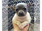 Rat Terrier PUPPY FOR SALE ADN-777500 - Female Rat Terrier puppy