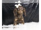 Dachshund PUPPY FOR SALE ADN-777492 - Hersheypoo APR Mini Dachshund