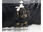 Dachshund PUPPY FOR SALE ADN-777490 - Kallie APR Mini Dachshund