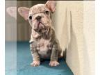 French Bulldog PUPPY FOR SALE ADN-777486 - PINK LILAC MERLE VELVET ROPE