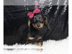 Dachshund PUPPY FOR SALE ADN-777485 - Abbie APR Mini Dachshund