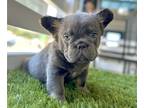 French Bulldog PUPPY FOR SALE ADN-777481 - LILAC TAN FLUFFY