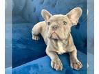 French Bulldog PUPPY FOR SALE ADN-777431 - BLUE TRINDLE EXOTIC
