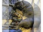 Cane Corso-Rottweiler Mix PUPPY FOR SALE ADN-777403 - Corso rott mix puppys