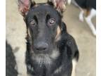 German Shepherd Dog PUPPY FOR SALE ADN-777375 - German shepherd needs a new home