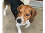 Beagle PUPPY FOR SALE ADN-777373 - Beagle needs a new home