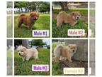 Chow Chow PUPPY FOR SALE ADN-777372 - Chowchow Puppies