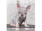 French Bulldog PUPPY FOR SALE ADN-777371 - Miniture Frenchie boy Loki