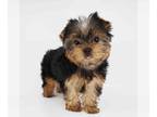 Yorkshire Terrier PUPPY FOR SALE ADN-777346 - Yorkie girl Liv