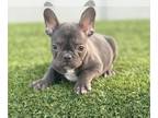 French Bulldog PUPPY FOR SALE ADN-777332 - CHOCOLATE COLOR