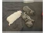 French Bulldog PUPPY FOR SALE ADN-777305 - French bulldog