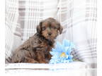 YorkiePoo PUPPY FOR SALE ADN-777301 - Jansen