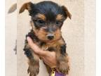 Yorkshire Terrier PUPPY FOR SALE ADN-777302 - Sweet boy