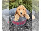 Goldendoodle (Miniature) PUPPY FOR SALE ADN-777298 - Griffey