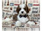 Cavapoo PUPPY FOR SALE ADN-777292 - Finch