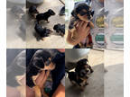 Chorkie PUPPY FOR SALE ADN-777289 - Small puppies