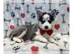 Pomsky PUPPY FOR SALE ADN-777278 - Nacho