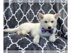 Pomsky PUPPY FOR SALE ADN-777265 - Denim