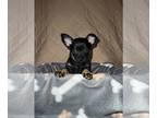 Chihuahua PUPPY FOR SALE ADN-777257 - Big Daddy