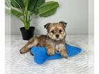 Morkie PUPPY FOR SALE ADN-777232 - TINY MORKIE PUPPIES