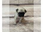 Pug PUPPY FOR SALE ADN-777214 - Females